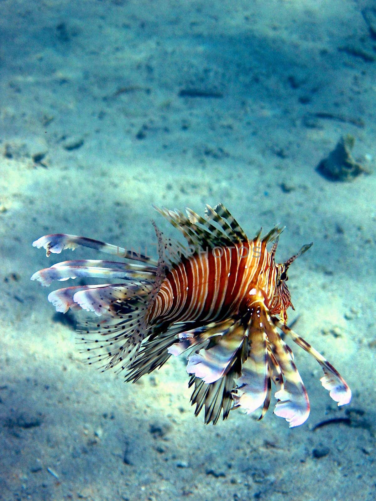 Lionfish