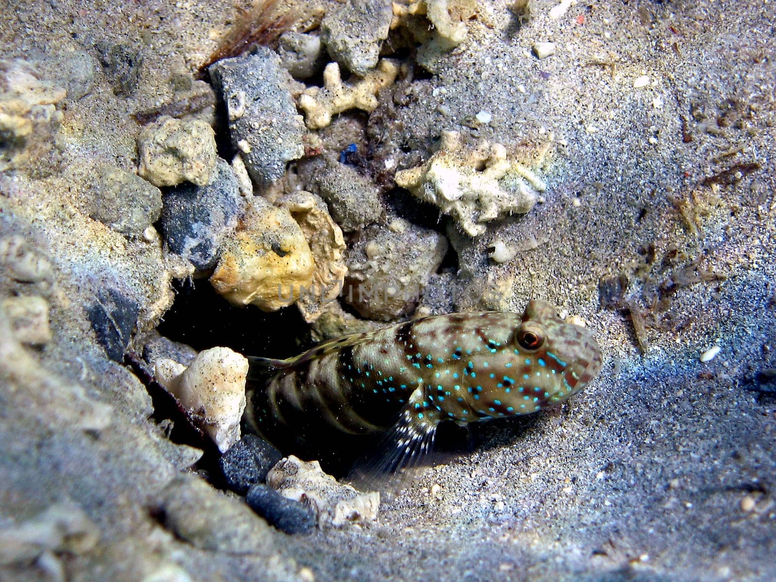 Nine-bandage partner goby