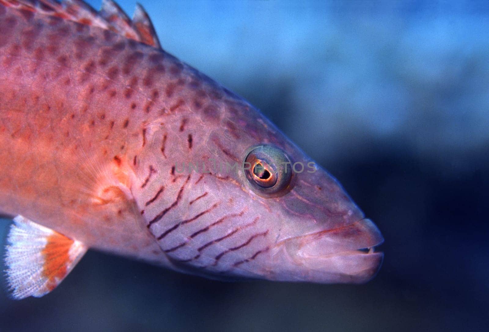 Cheekstriped wrasse in the Red Sea near Jeddah,Saudi Arabia.