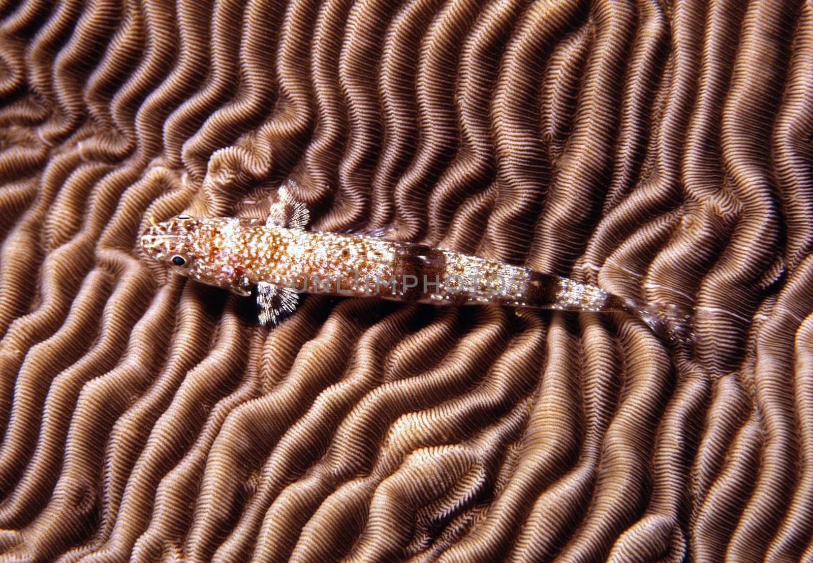 Lizardfish on brain coral in the Red Sea near Jeddah,Saudi Arabia.