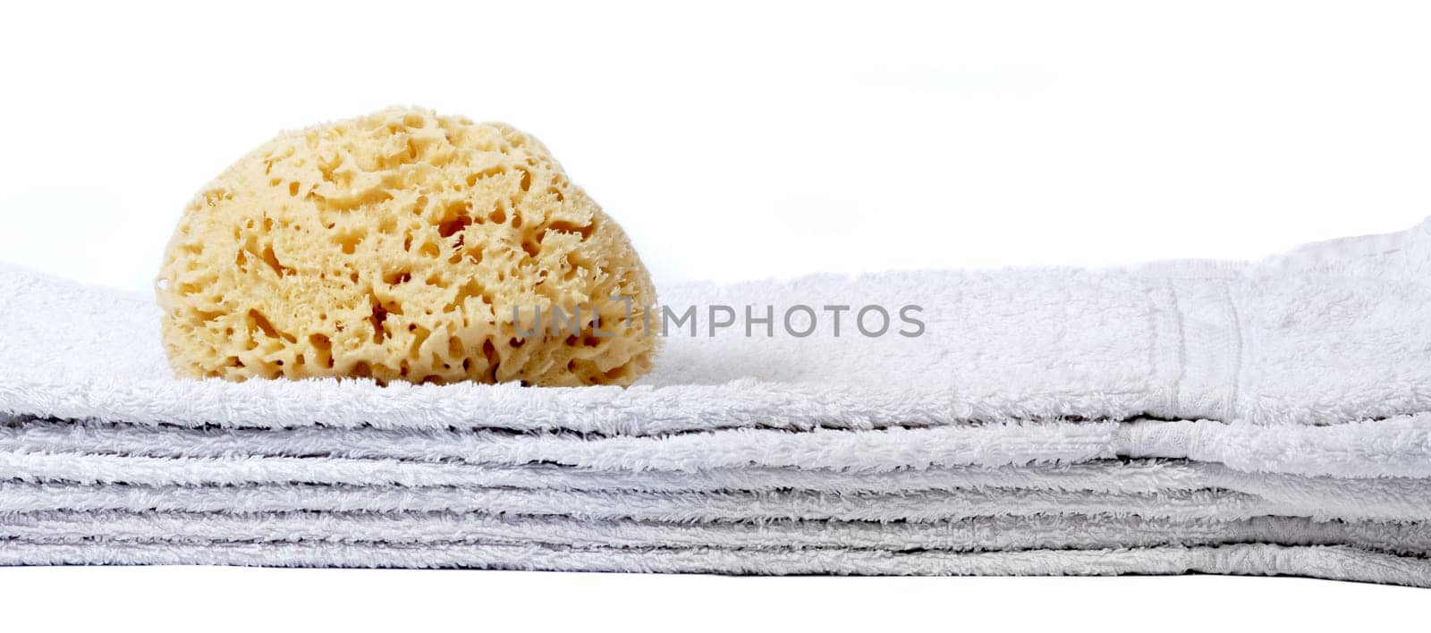 The sponge