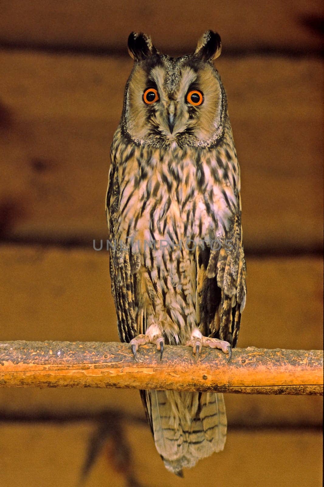 Long-eared owl,Asto otus