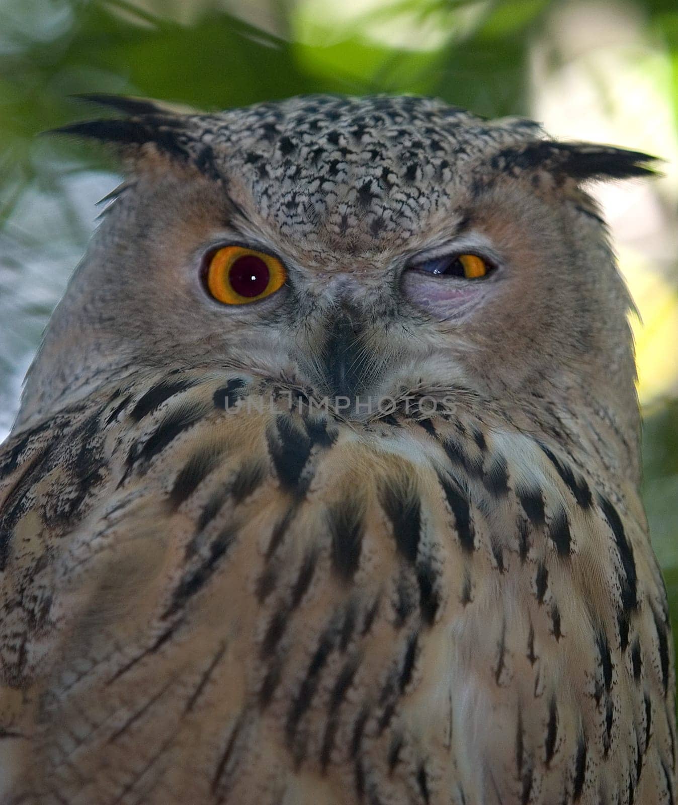 Owl