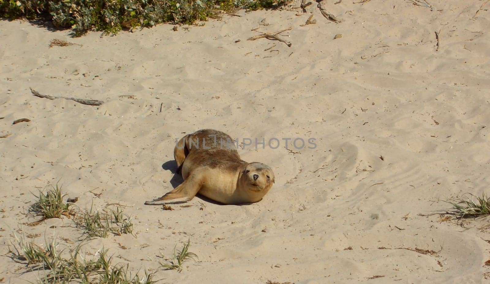 Seal