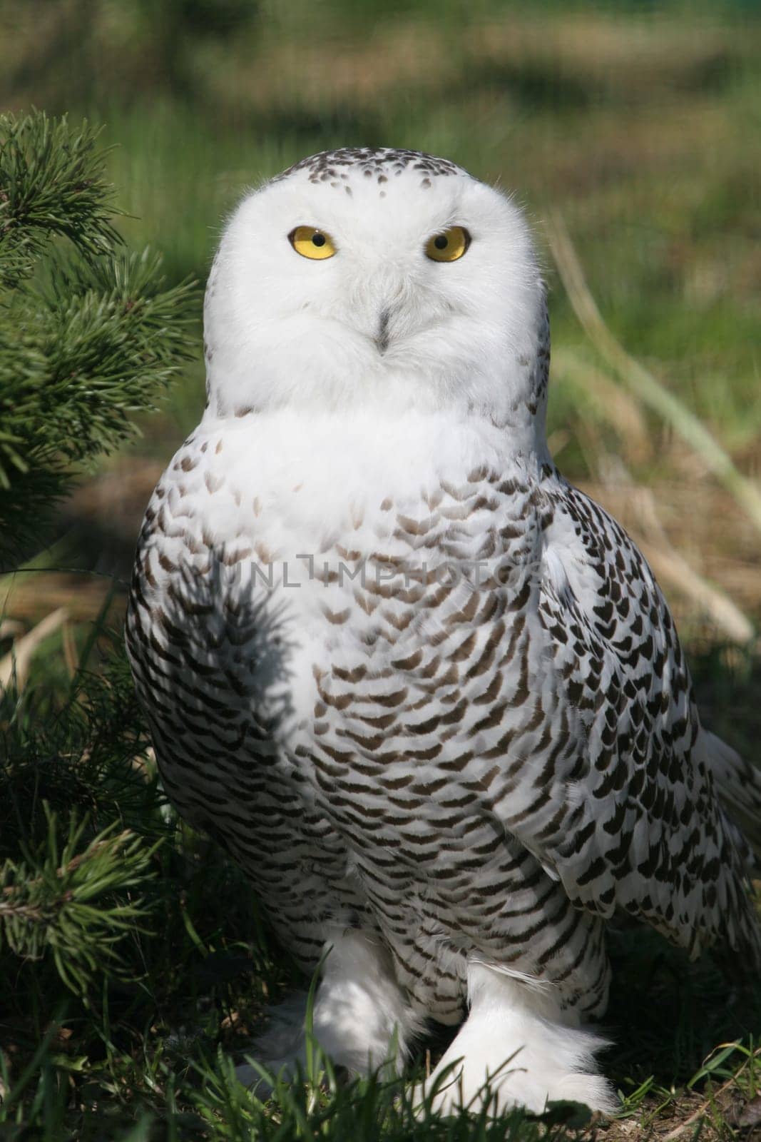 snowy owl
