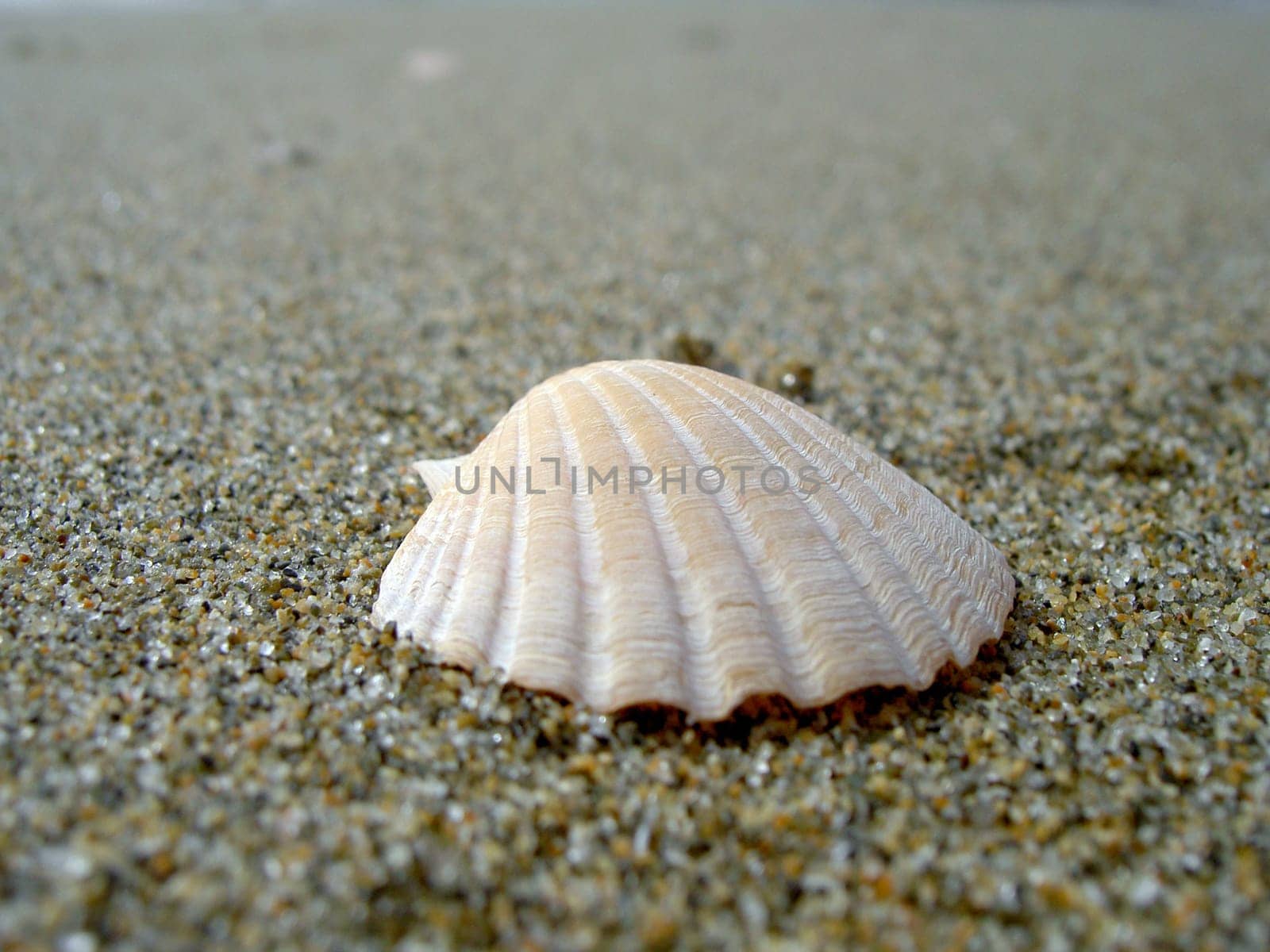 scallop