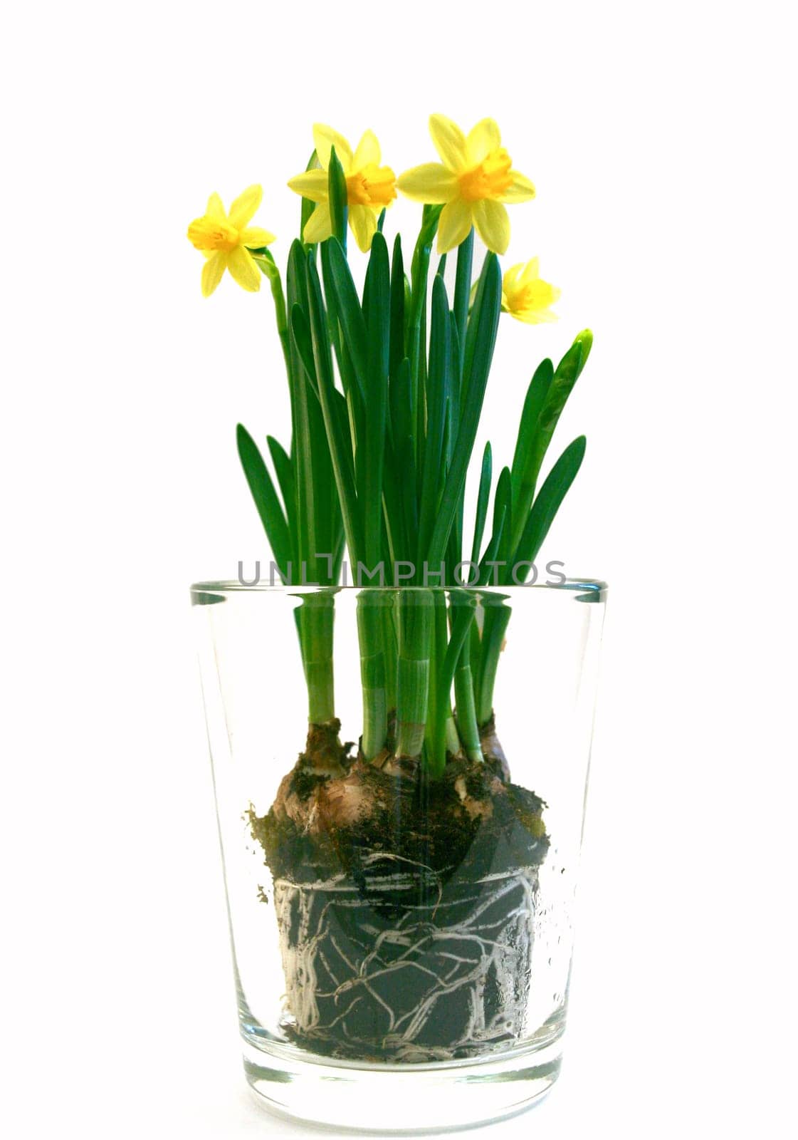 Daffodils