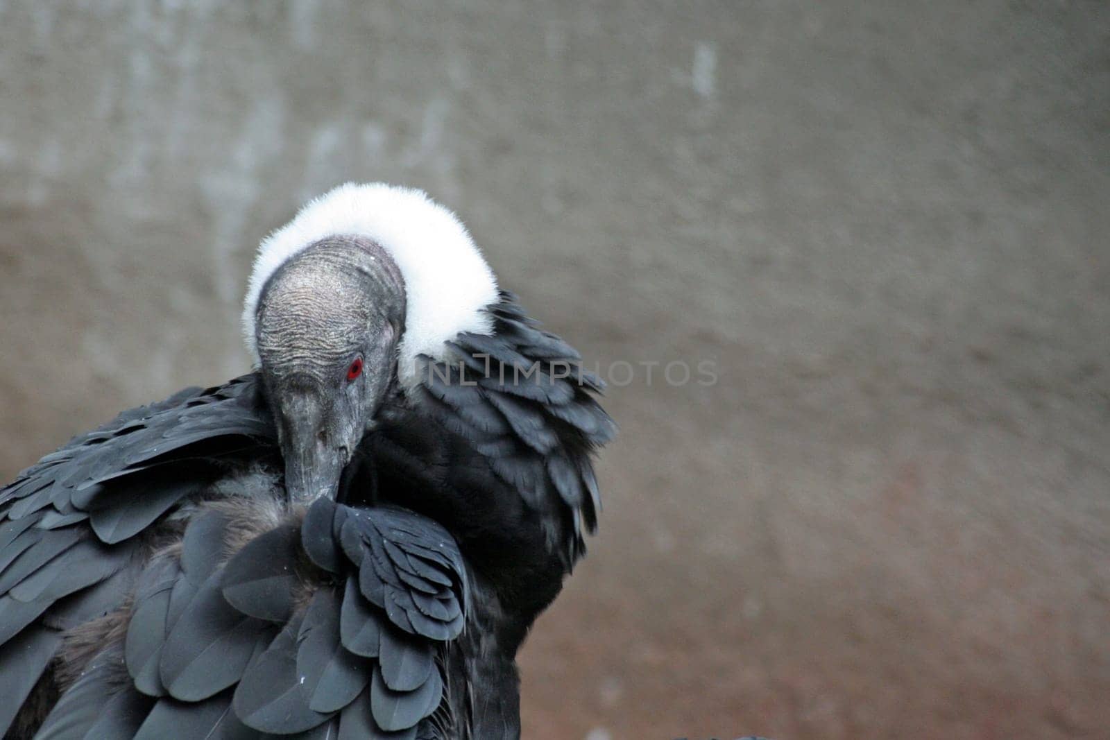 Condor