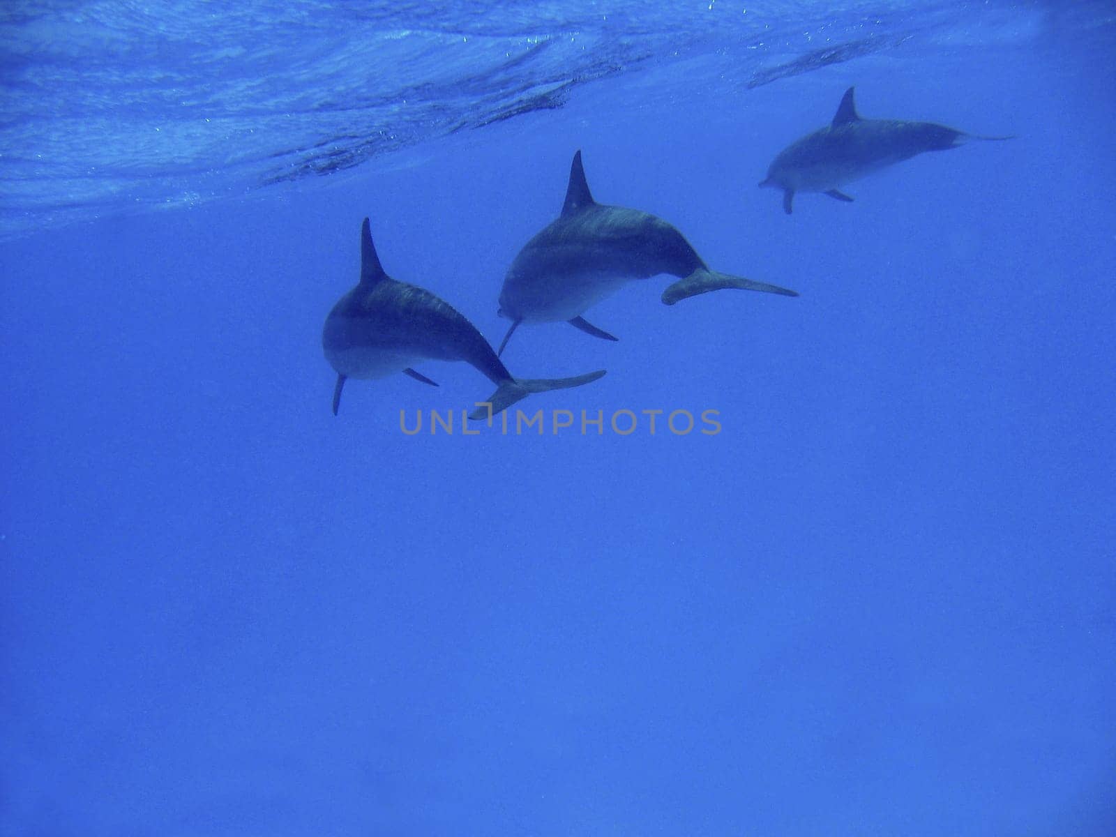 Spinner- Dolphins