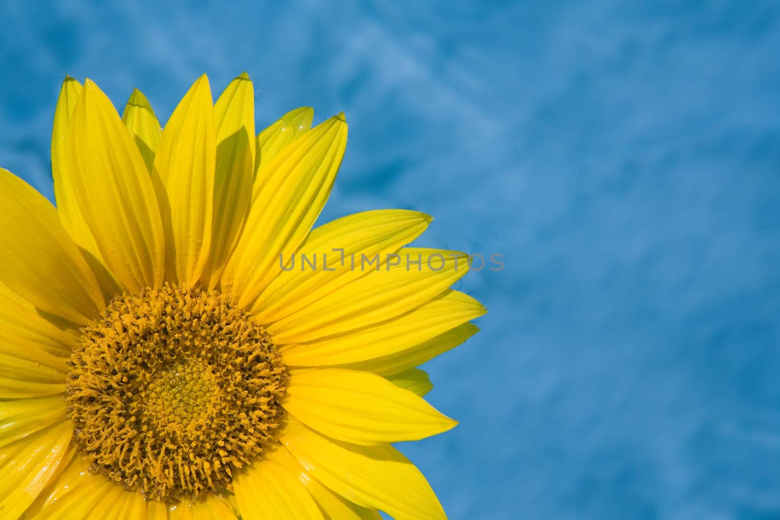 Sunflower in the pool