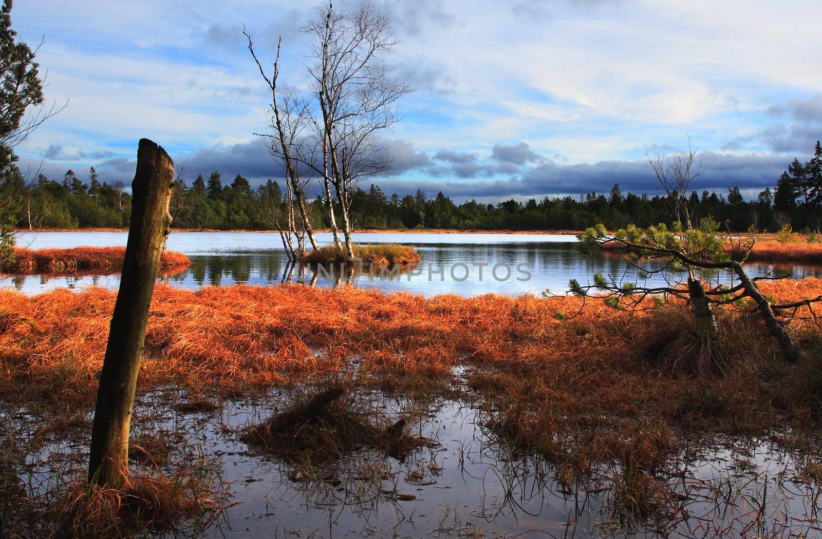 High moor lake at 900m.a.s.l. on the Kaltenbronn,Black Forest. A combination of an underexposed and an overexposed RAW.
