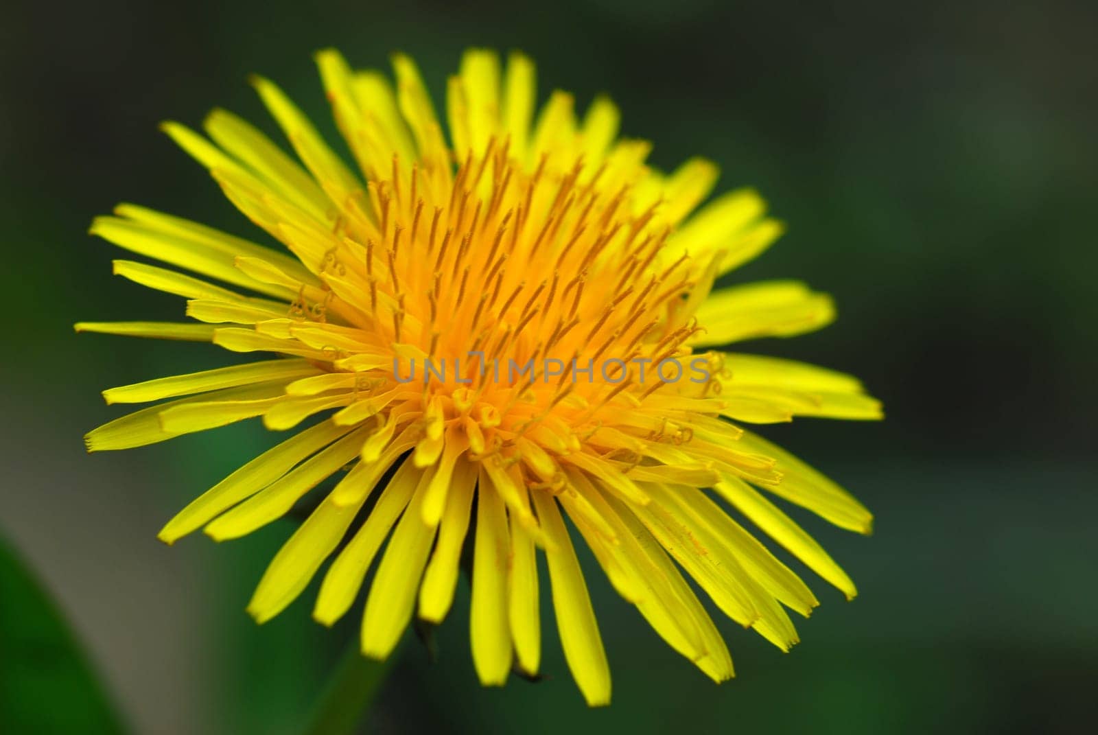 Dandelion