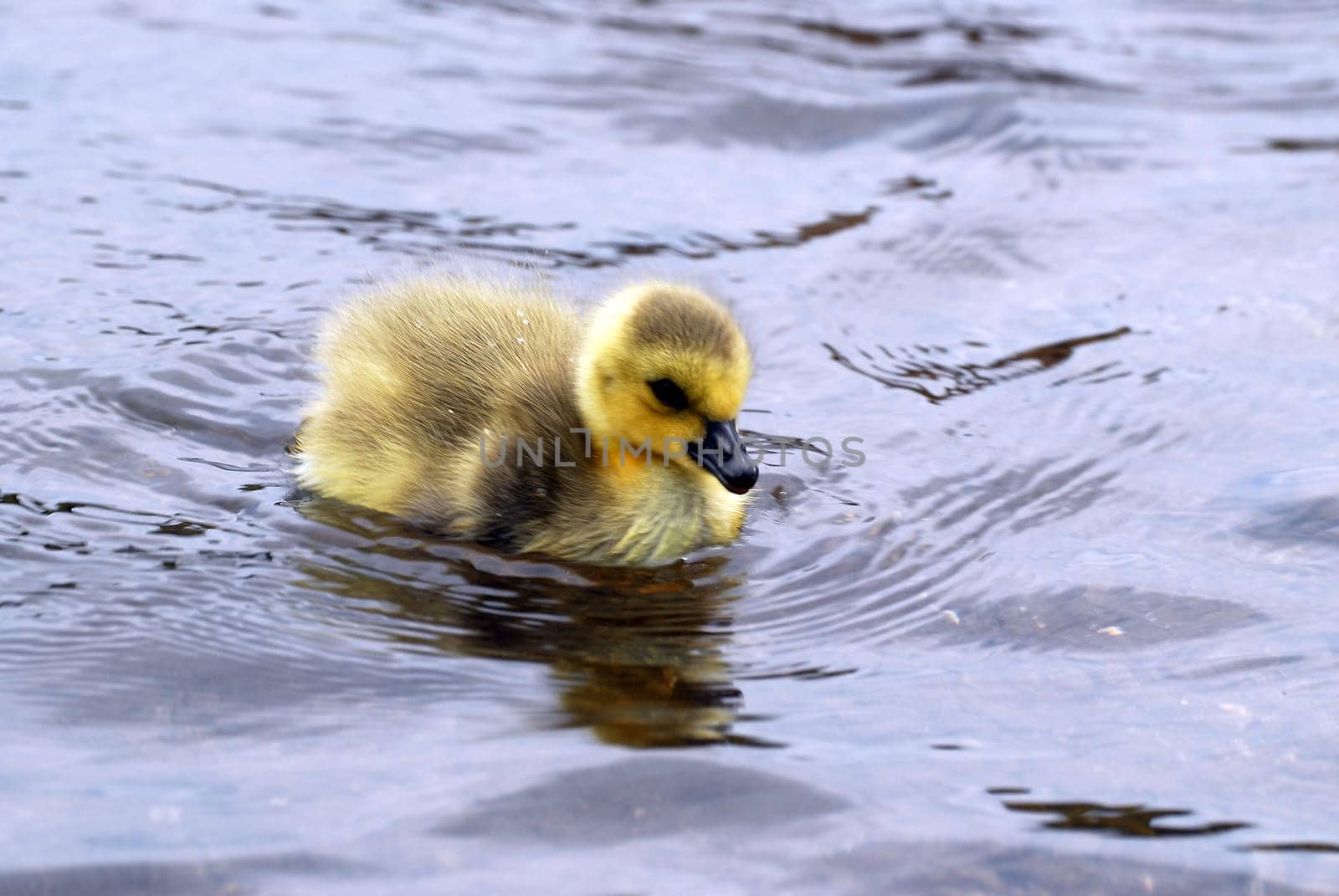 Swimmer