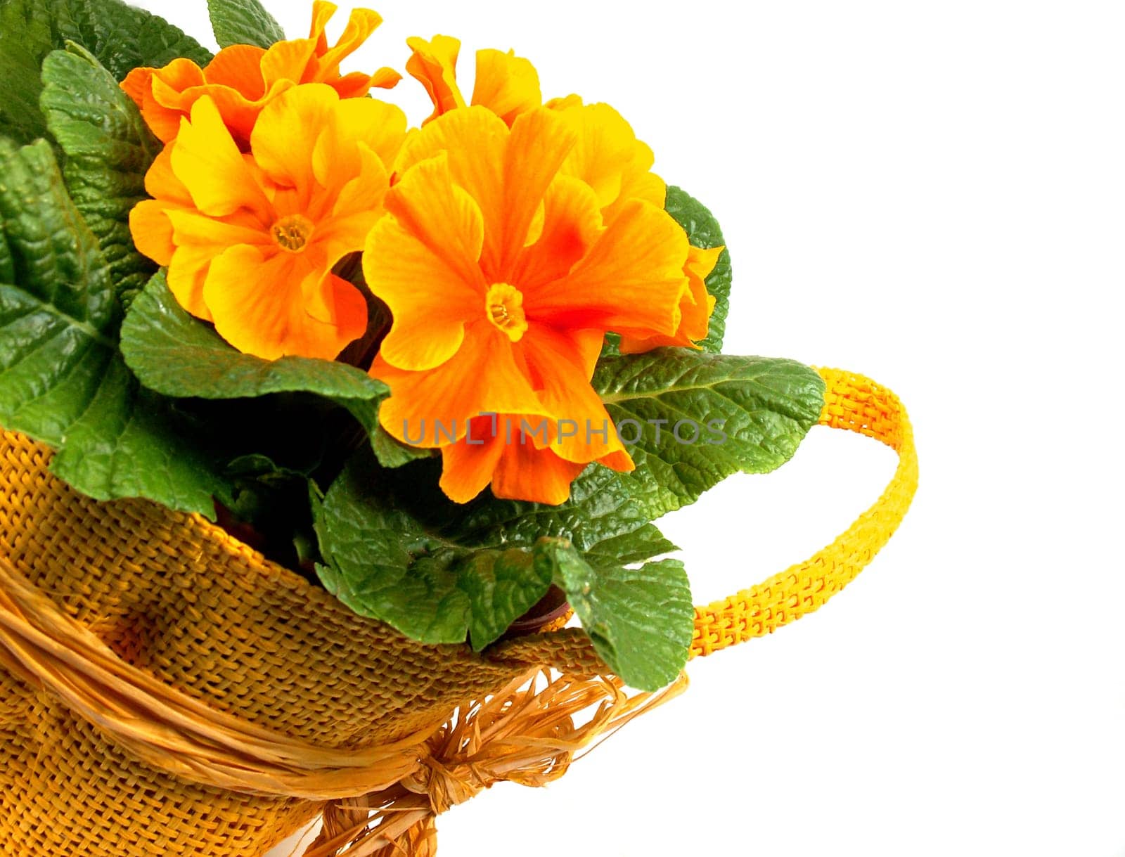 early spring greeting