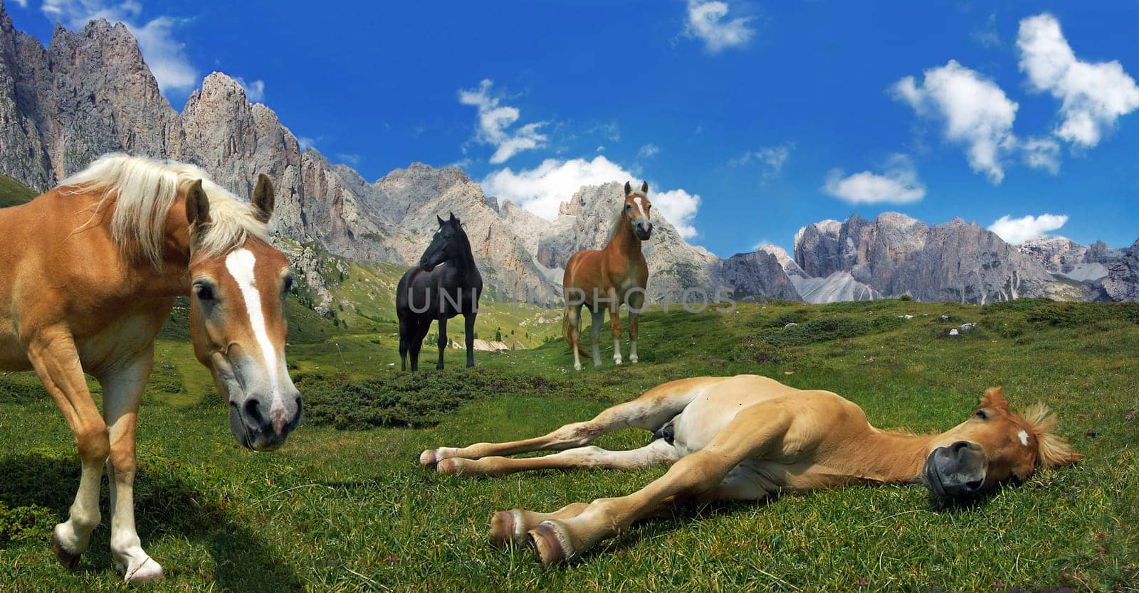 I've had a little time with my horses played. Is a montage.