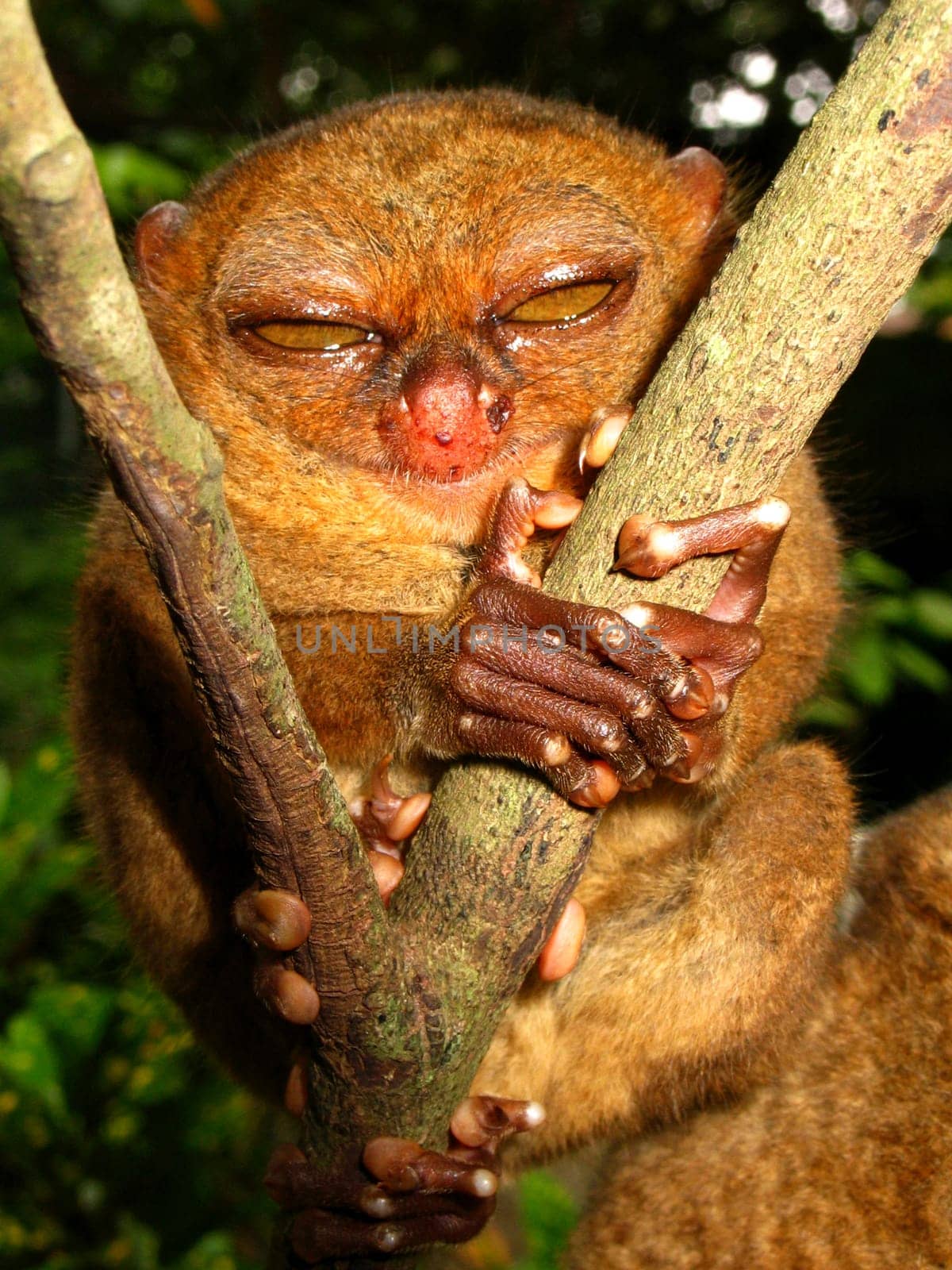 Tarsier on the island of Bohol