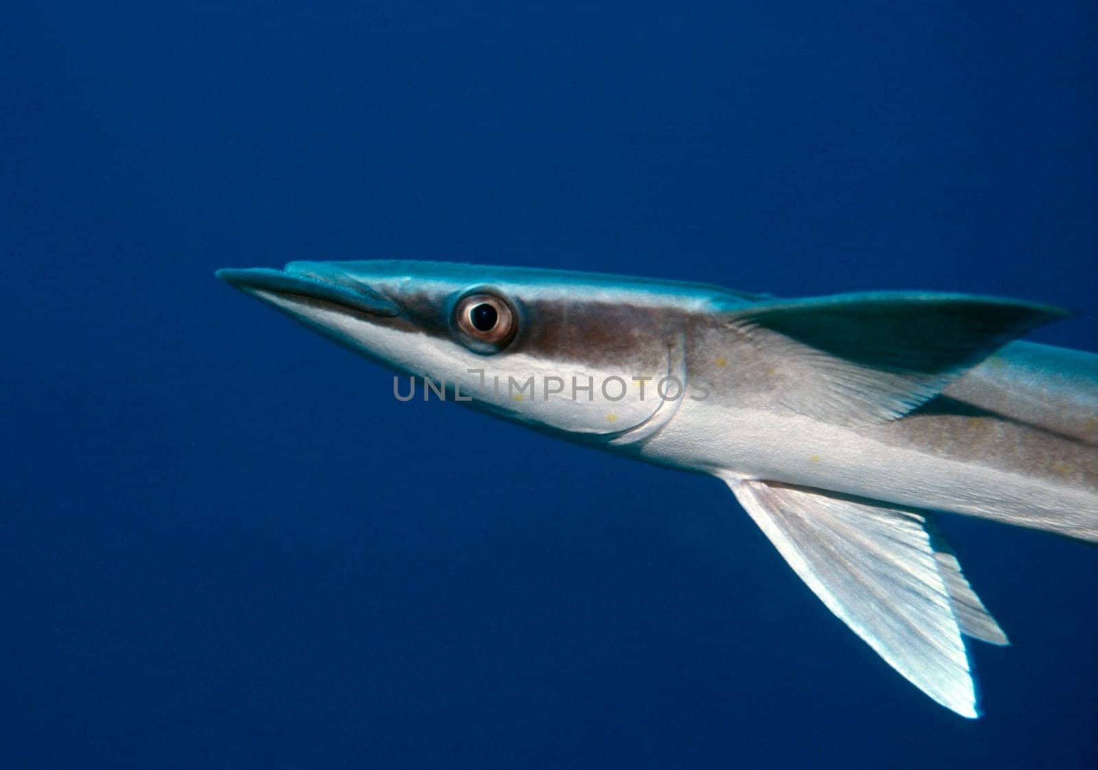 Striped shipowners (also Remora) attach themselves to larger animals (sharks,turtles,rays - and sometimes divers!) by means of a suction disc on their heads in order to enjoy their protection and to get food leftovers Red Sea near Jeddah,Saudi Arabia
