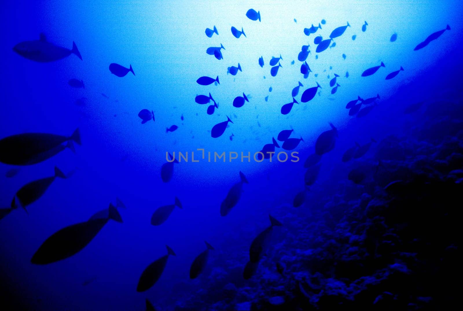 School of blue-bladed nosed surgeonfish descends into the depths Red Sea,Yanbu,Saudi Arabia.