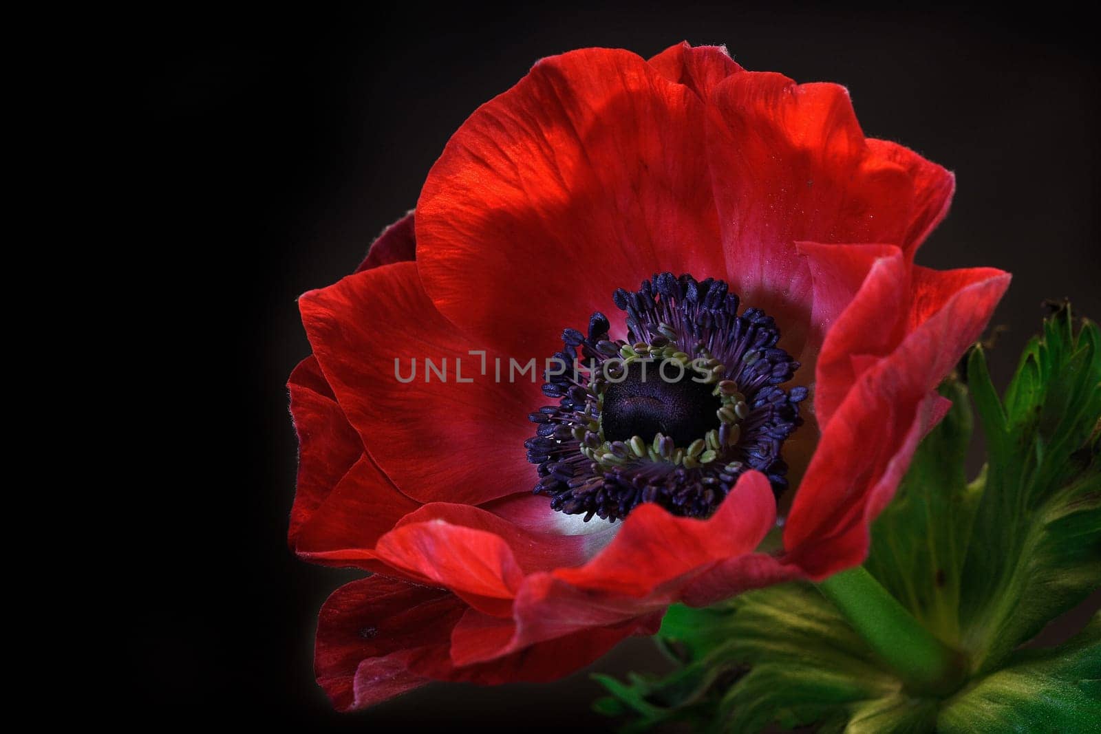 Anemone