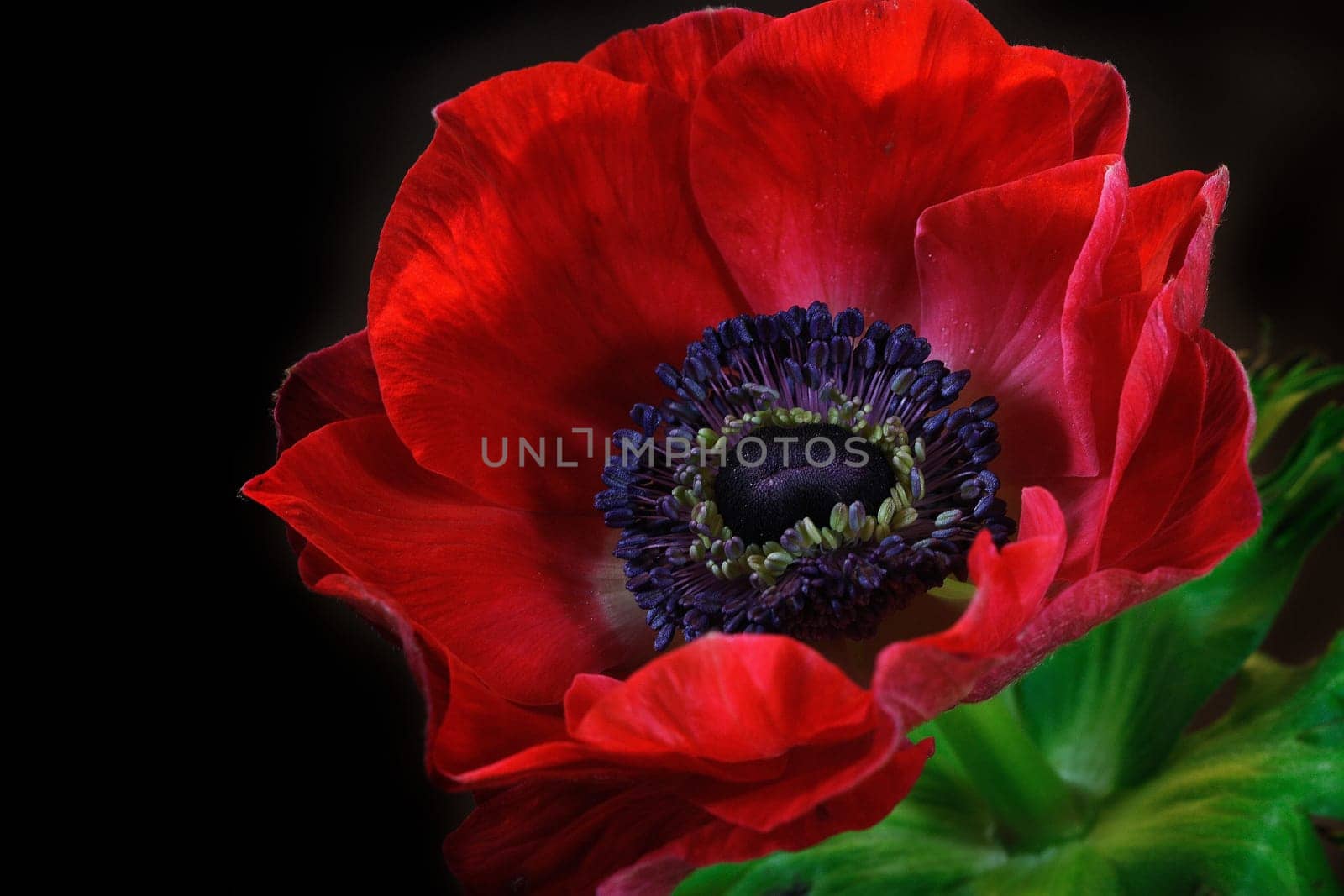 Anemone II