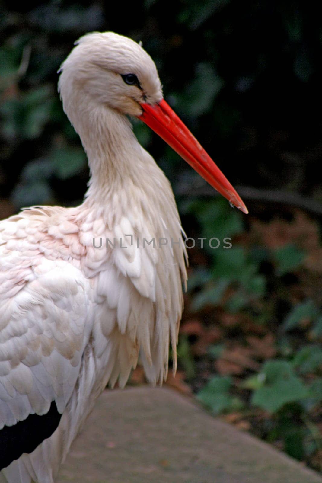 Stork