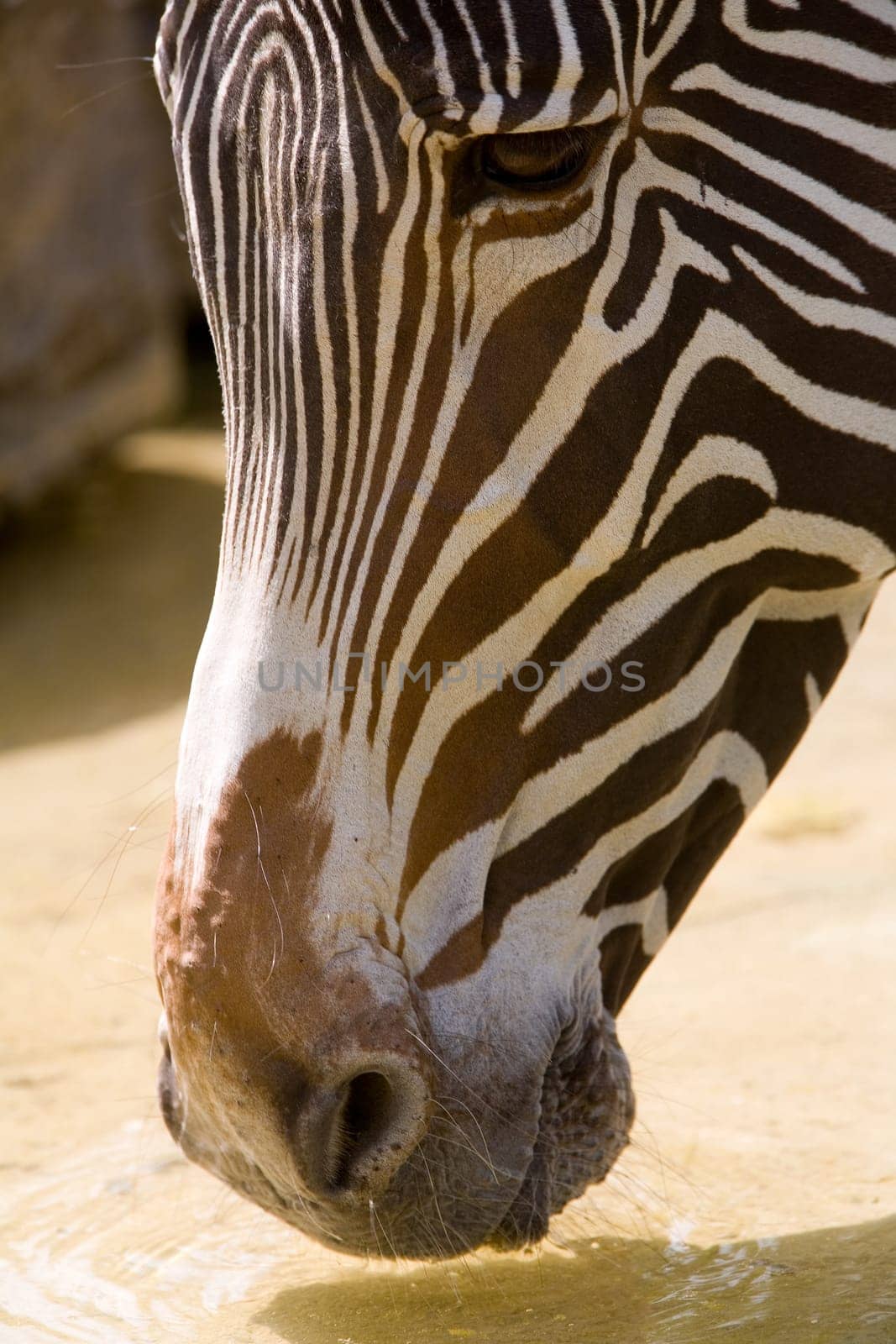 Zebra at watering hole
