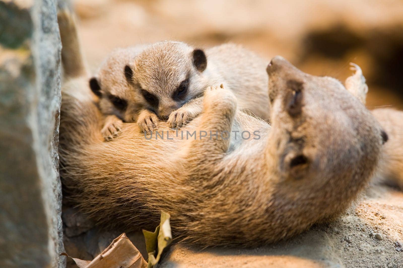 Lactating meerkat mother