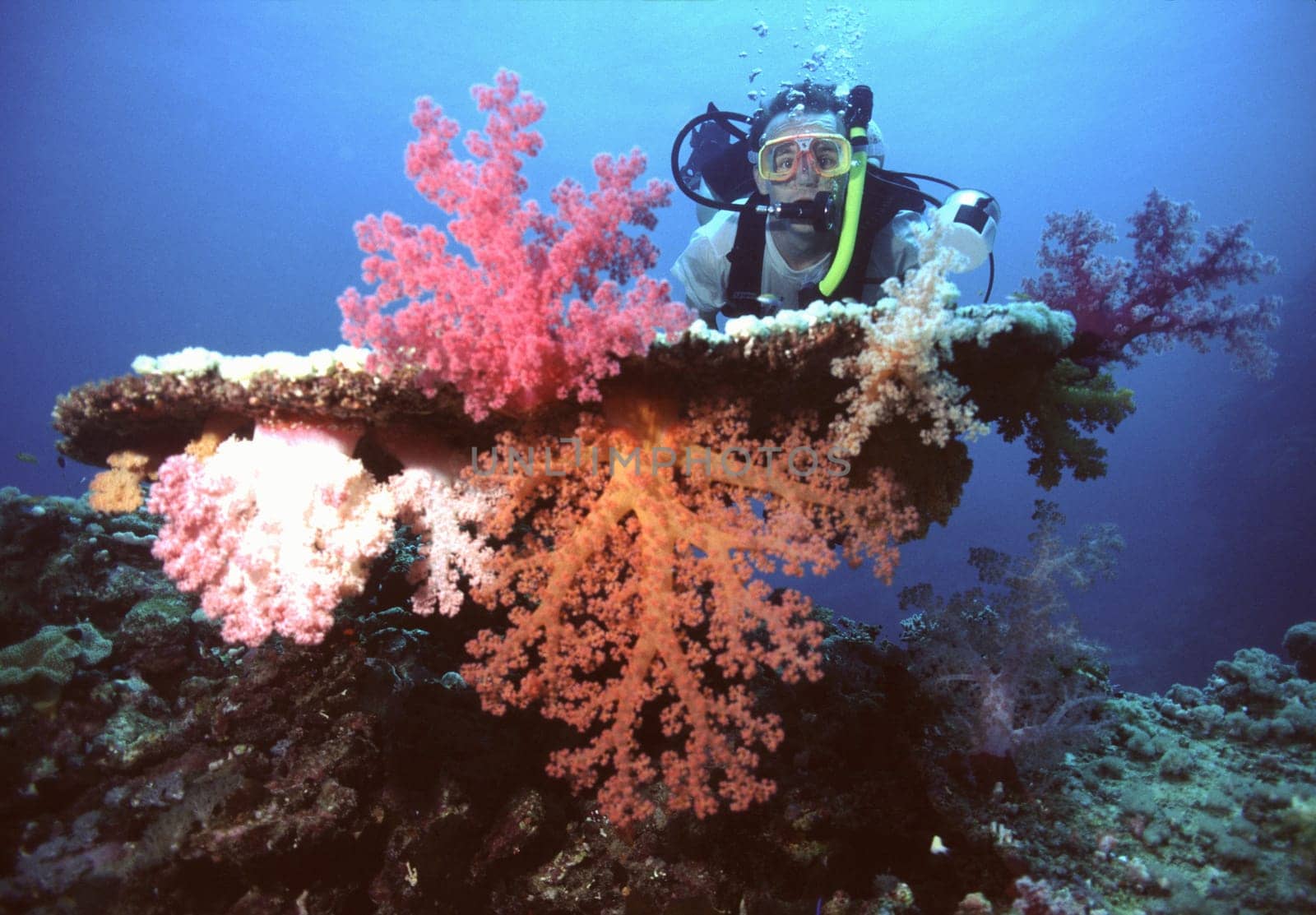 A diver surrounded by soft corals. Red Sea near Jeddah,Saudi Arabia. Nikon F90,20mm,Subal U/W case,f4.5,1/60,flash SB105,Fuji Velvia,scanned