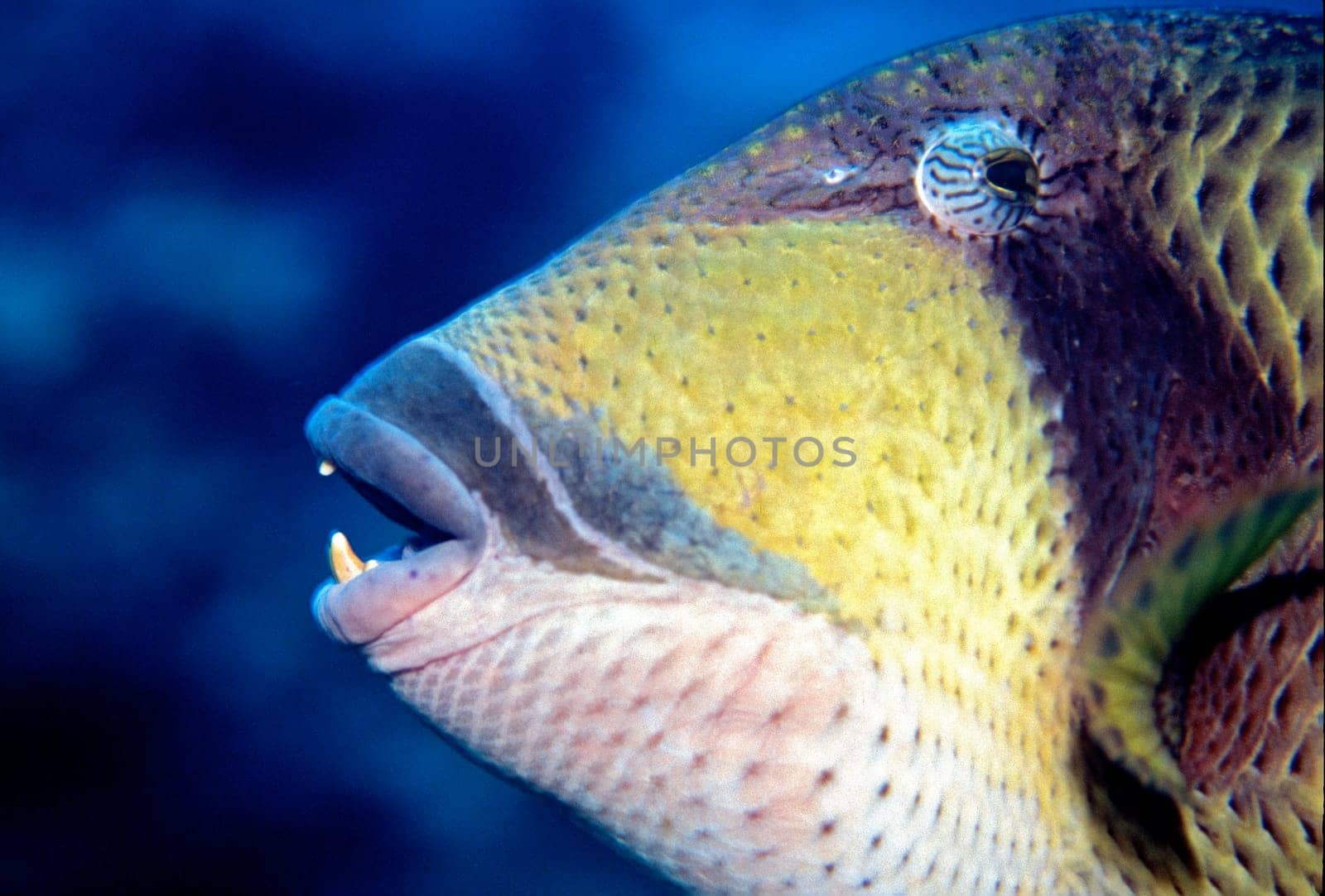 The giant duckfish can react extremely aggressively if you get too close to its nest and its large teeth can lead to serious bite injuries Red Sea,Jeddah,Saudi Arabia.
