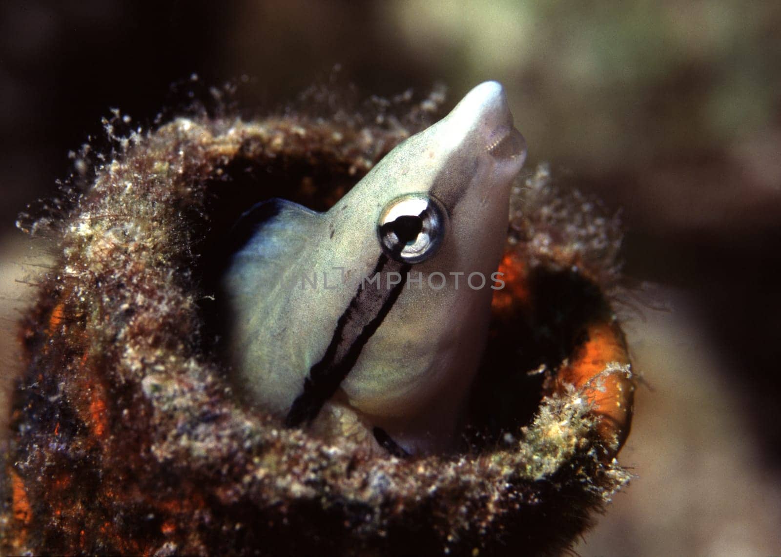 Common cleaner wrasse smiles kindly from a piece of cane that he has chosen for his apartment. Red Sea near Jeddah,Saudi Arabia. Nikon F90,105Macro,f16,1/60,SB105 flash,Fuji Provia,scanned