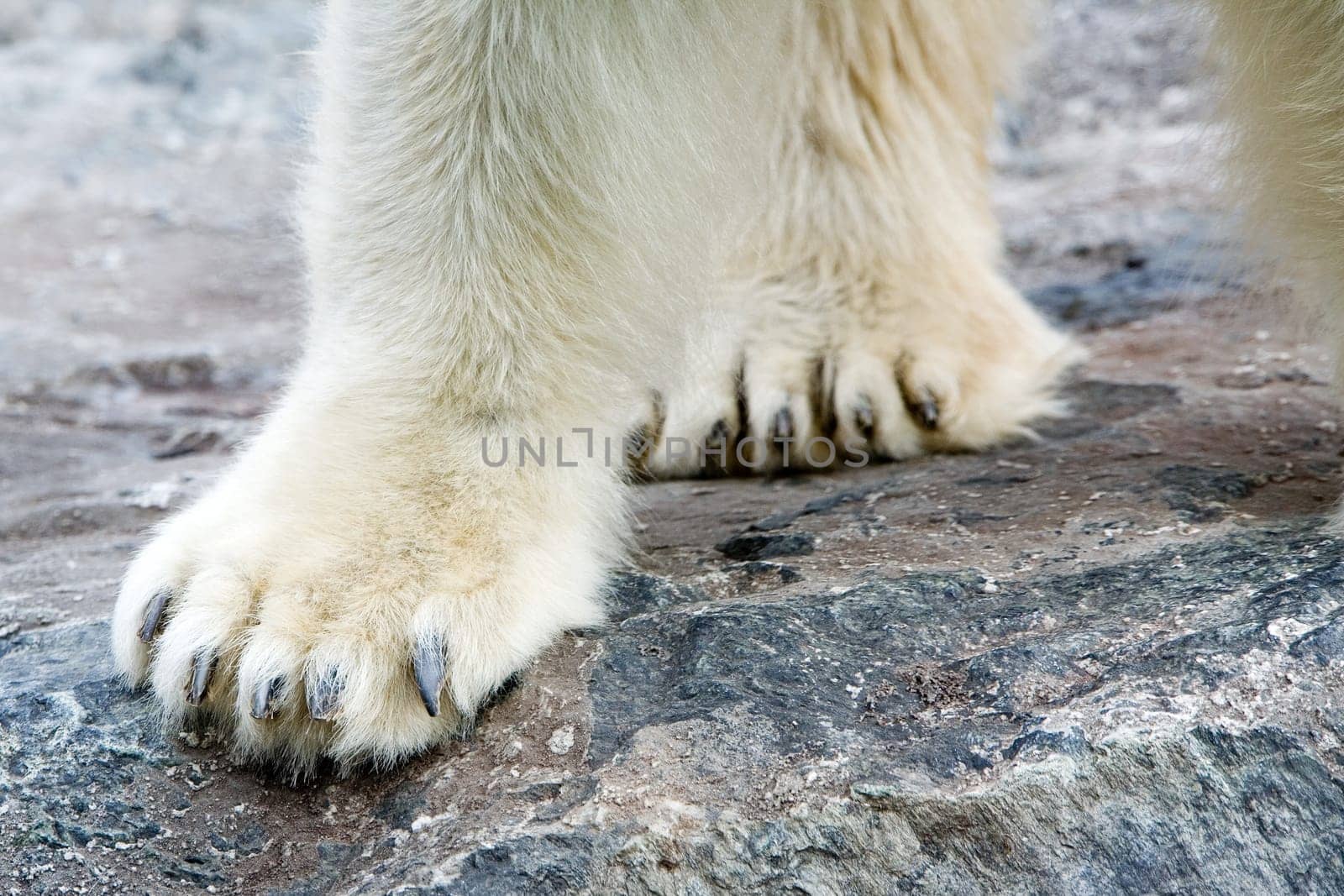 Polar Bear Paws