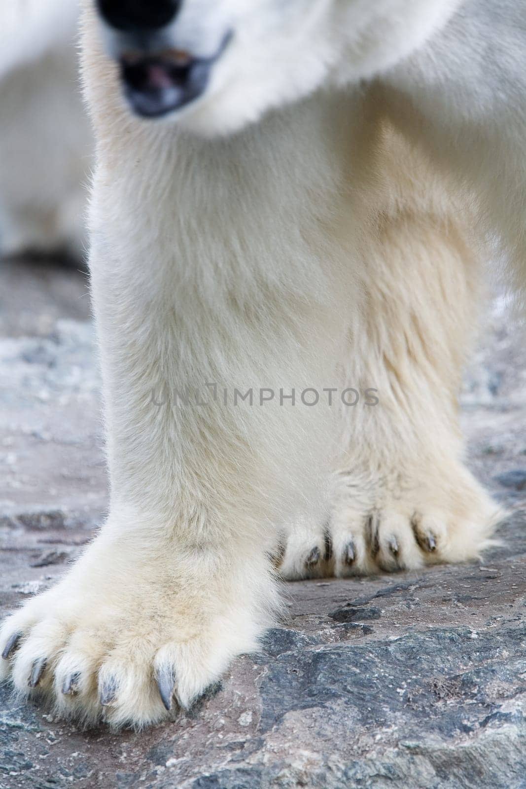 Polar bear,close-up of paws