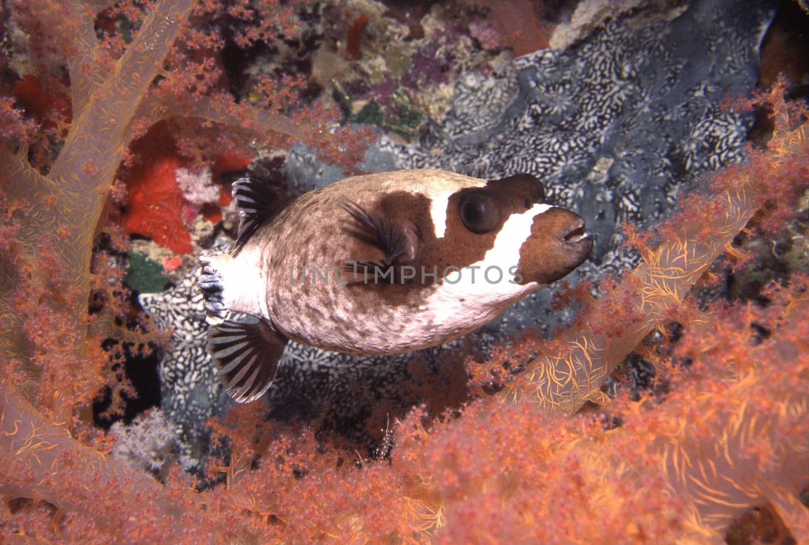 A masked pufferfish in the middle of soft corals. Red Sea near Jeddah,Saudi Arabia. Nikon F90,28-70mm,Subal U/W case,f5.6,1/60,Flash SB105,Fuji Velvia,scanned