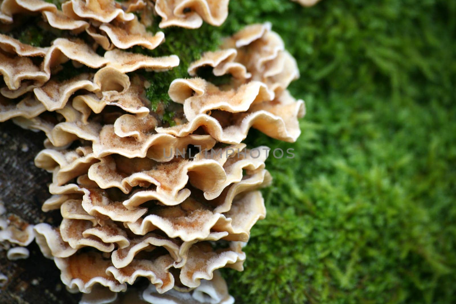 Tree fungi