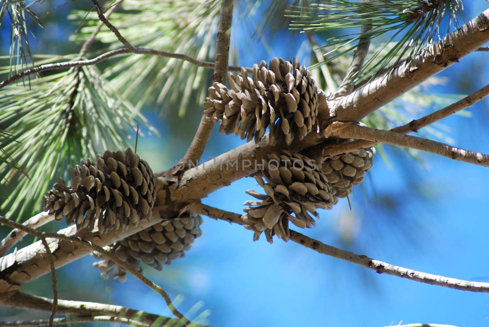 Pine