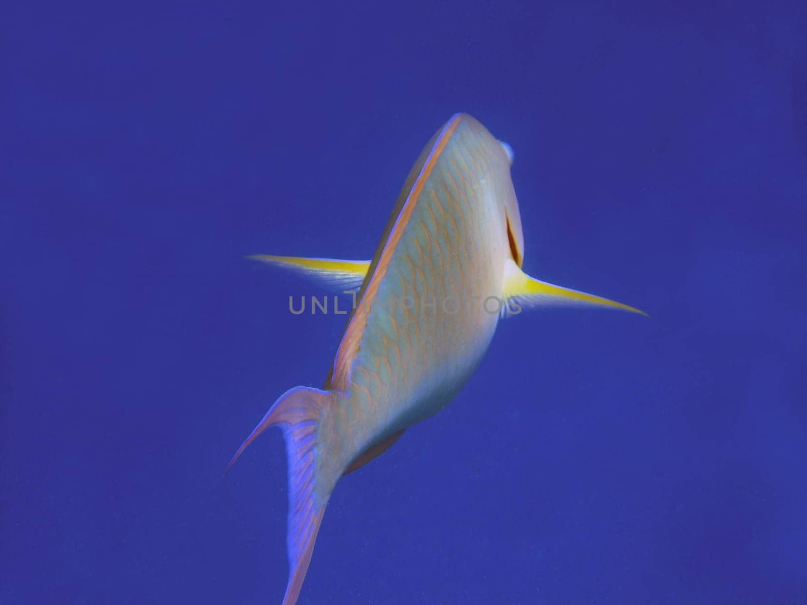 Indian longnose photographed in the Red Sea. The fish belongs to the parrotfish family and is relatively common in the Red Sea.