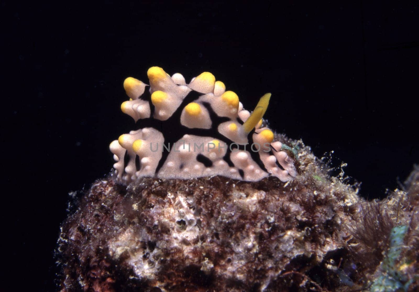 Night in the Red Sea,Jeddah,Saudi Arabia. Nikon F90,105mmMacro,Subal U/W case,f16,1/60,Flash SB105,Fuji Provia,scanned