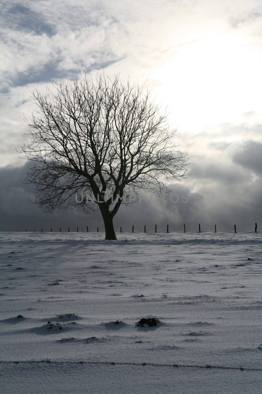 Tree on a snow-covered meadow in backlight