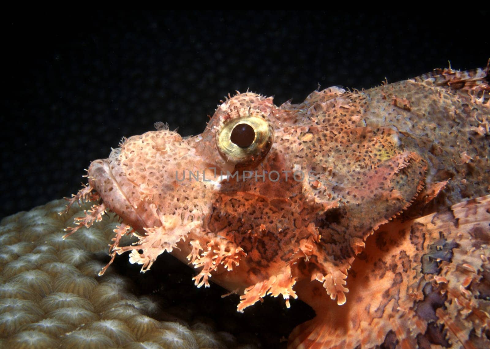 Highly poisonous flat scorpionfish on star coral. Red Sea near Jeddah,Saudi Arabia. Nikon F90,105mmMacro,Subal U/W case,f11,1/60,Flash SB105,Fuji Provia,scanned