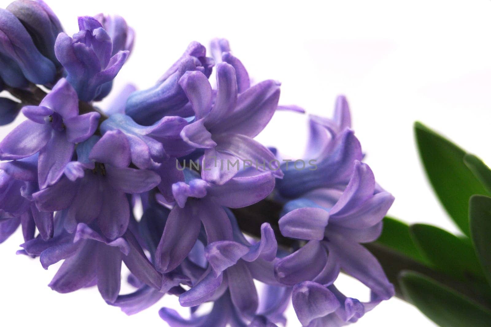 Hyacinth