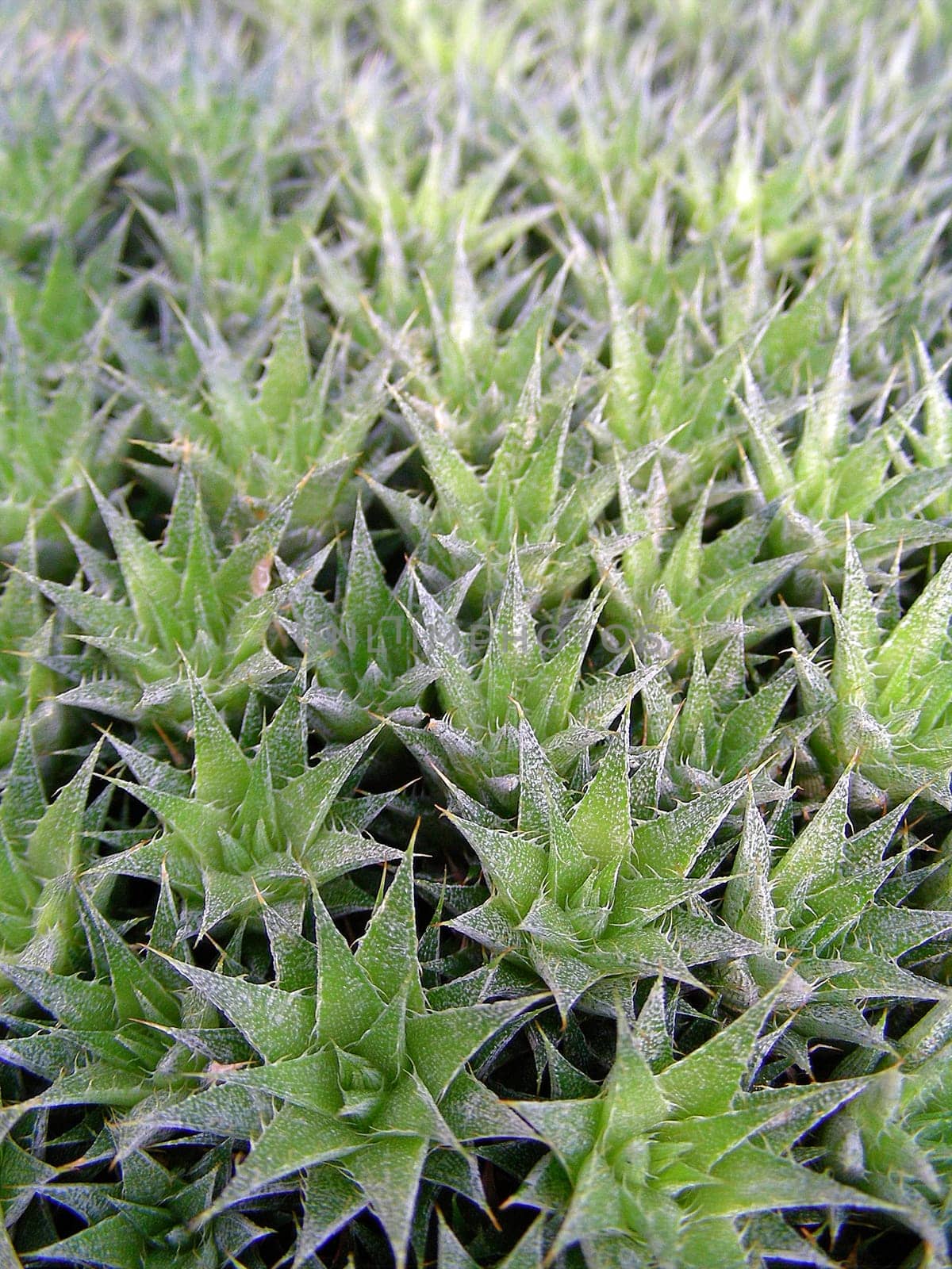 Deuterocohnia brevifolia actually belongs to the pineapple family! ..... Succulents (from Latin "succus"": sap) are sap-rich plants that are adapted to special climatic and soil conditions. The genus Deuterocohnia (Bromeliaceae)"