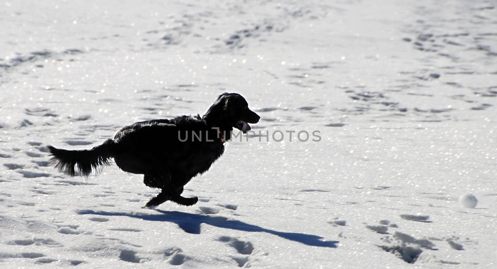 Note the targeted snowball on the right in the picture and the leg posture,which is very reminiscent of Wile E. Coyote in Road Runner  -)