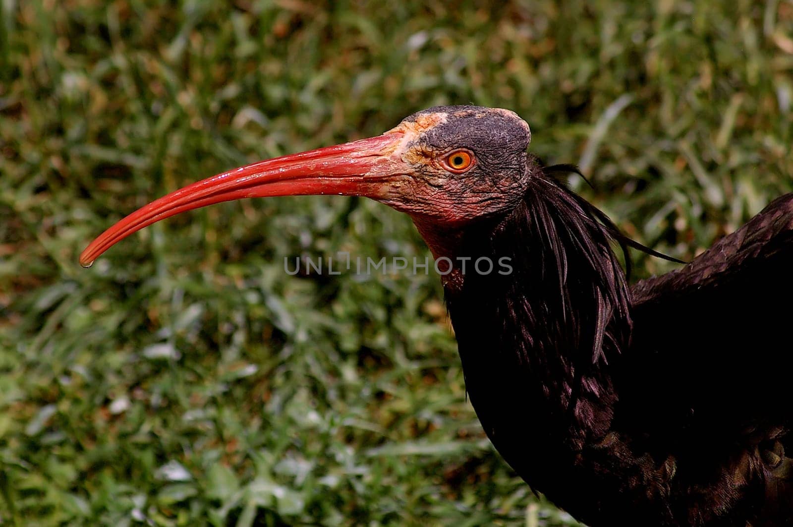Portrait of Northern Bald Ibis