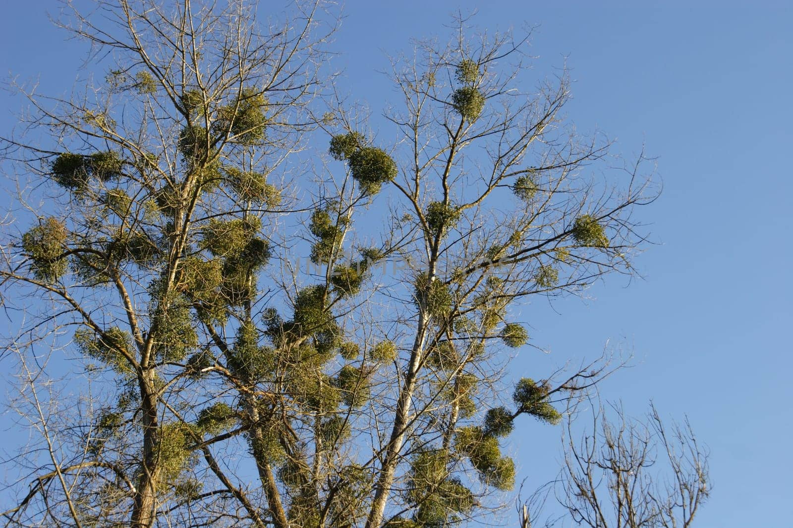 Mistletoe infestation 2