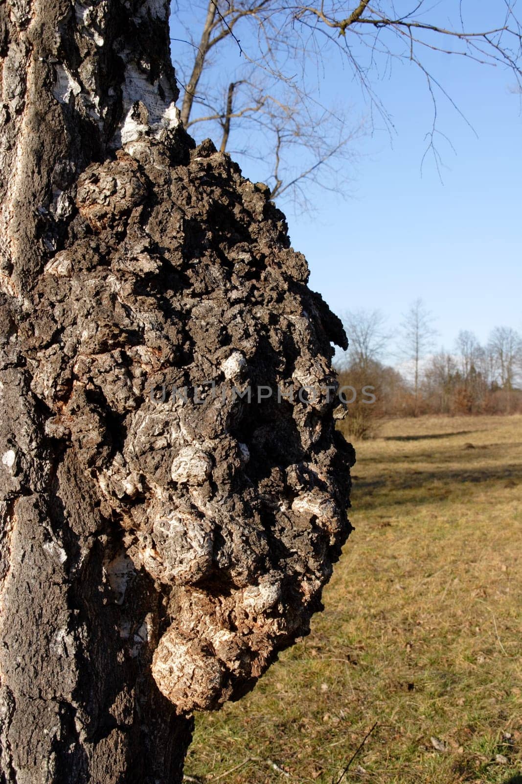 Birch wart