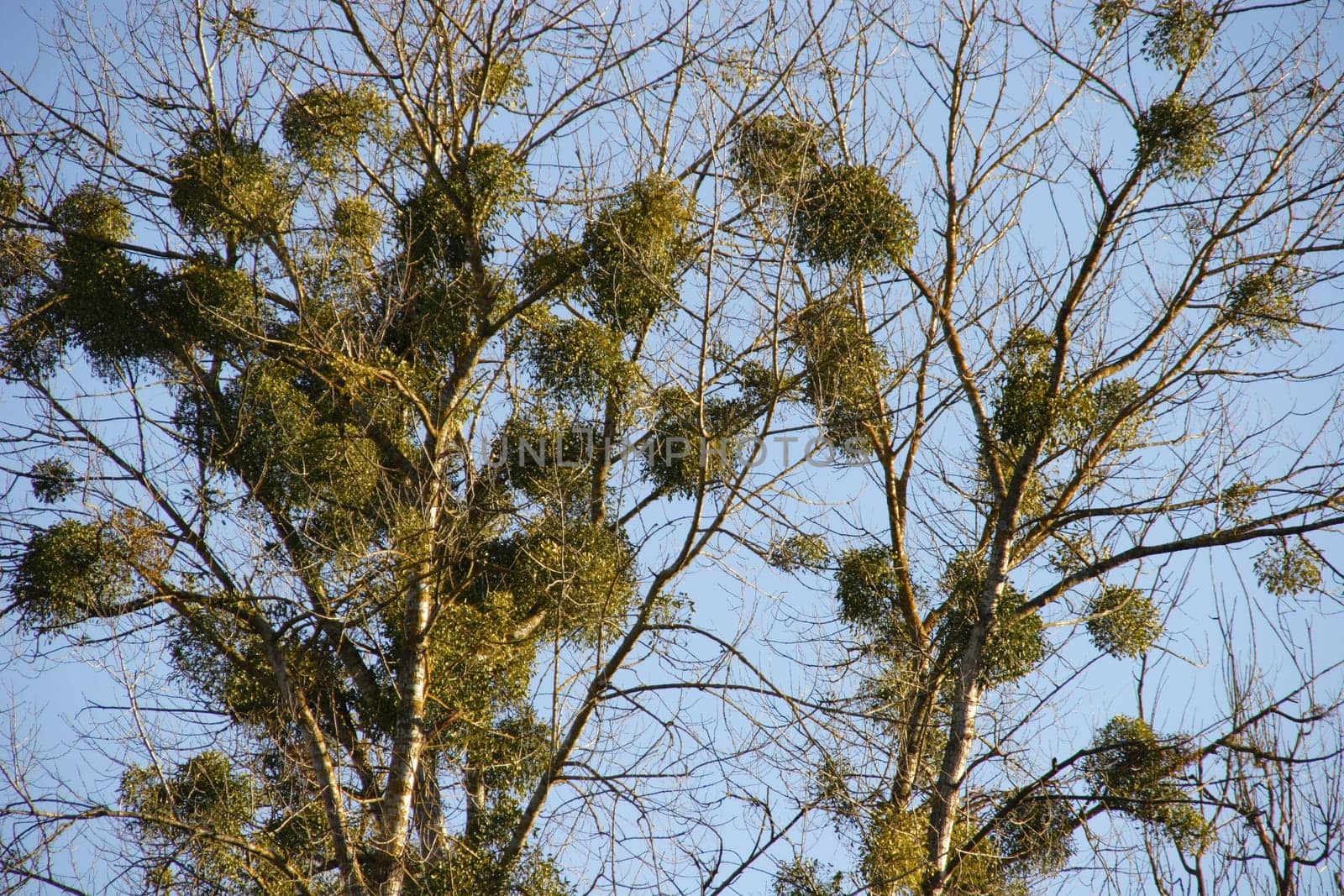 Mistletoe infestation 1