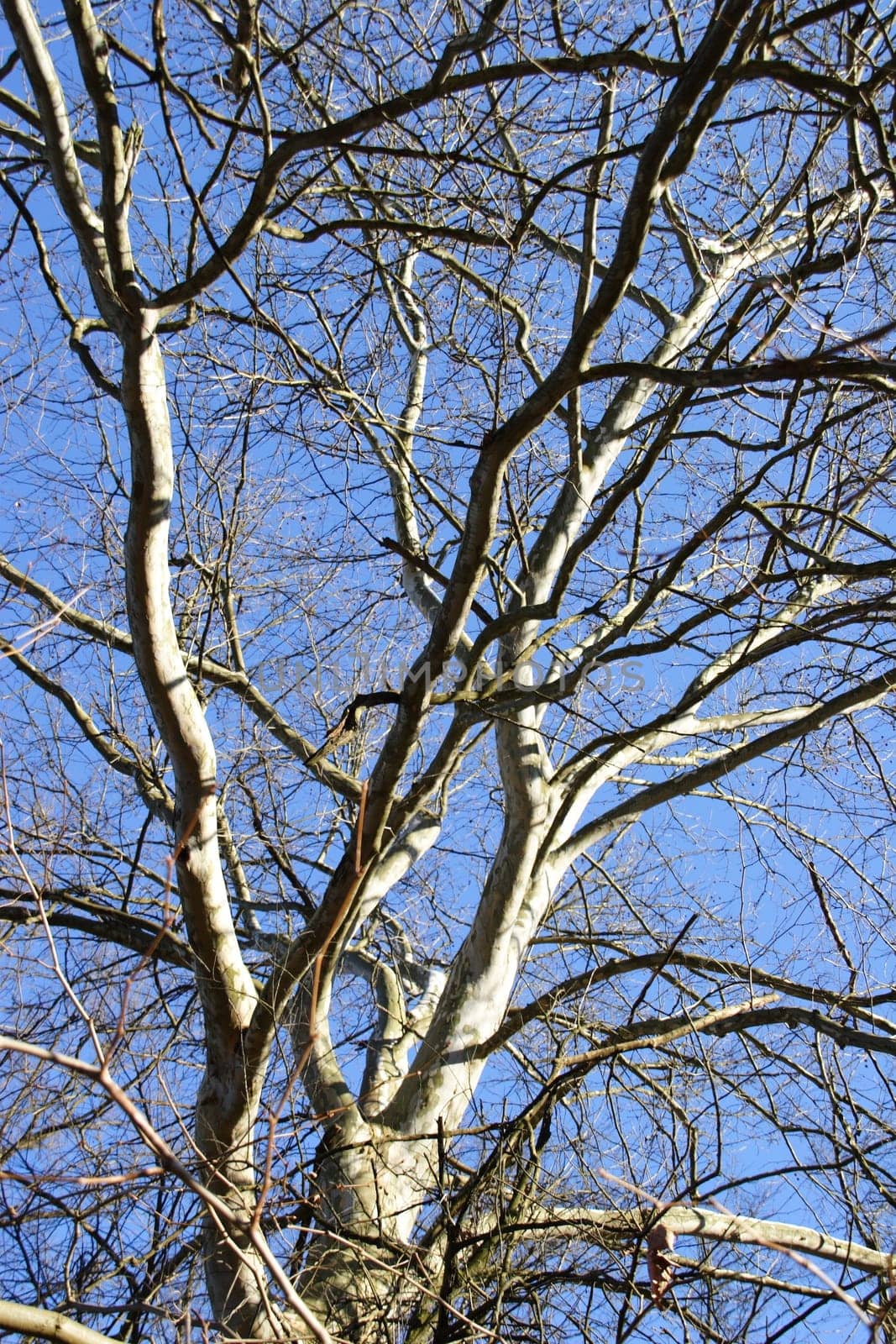 Plane tree 2