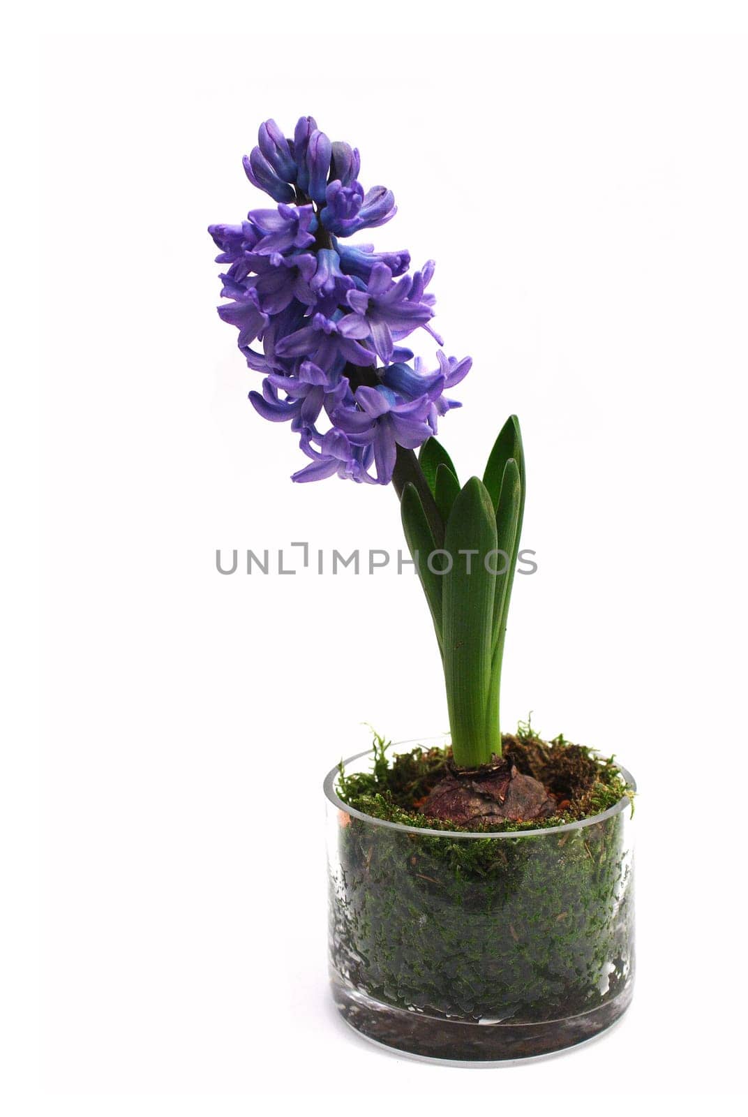 Hyacinth