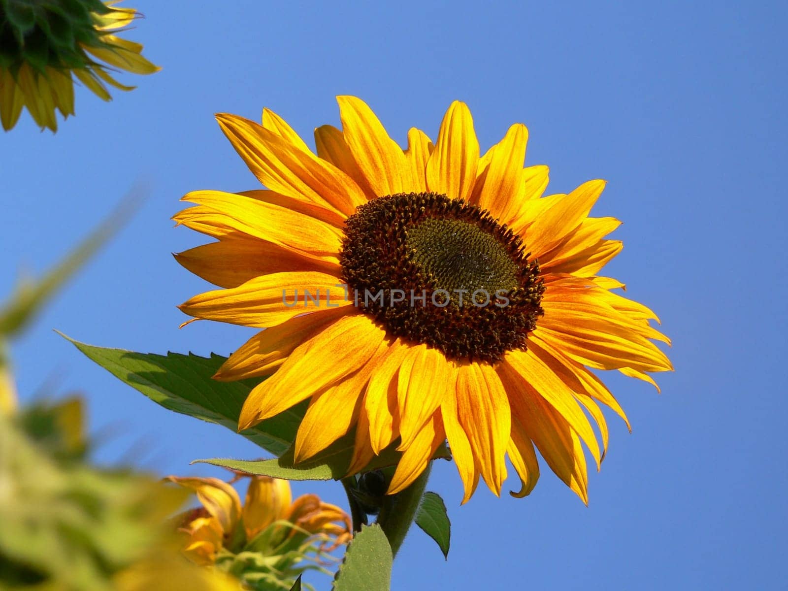 Sunflower