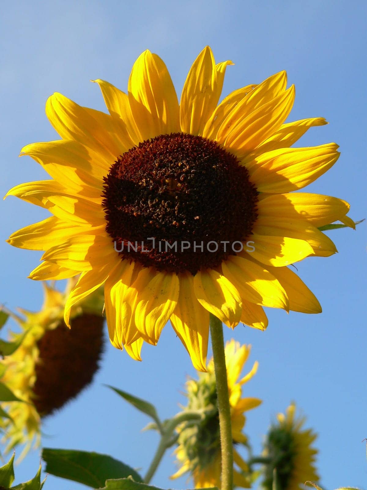 Summer flower